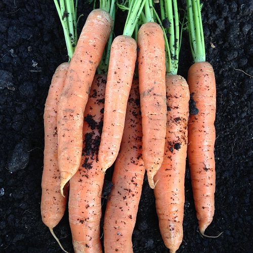 Carrot Early Nantes